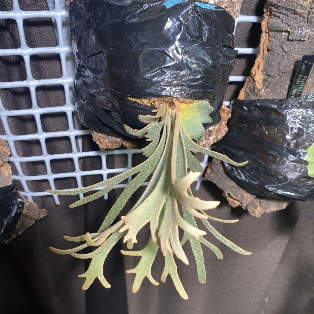 P.willinckii Jenny(TC)【中期養生株】