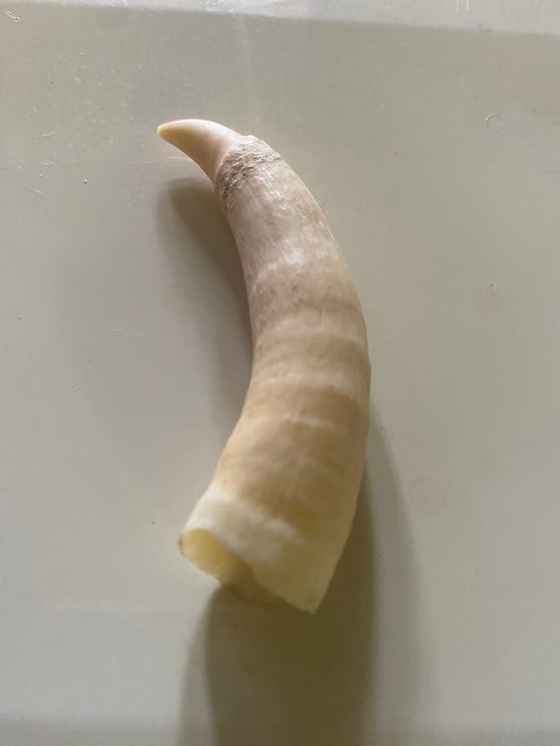 【希少】マッコウクジラの歯(未加工)