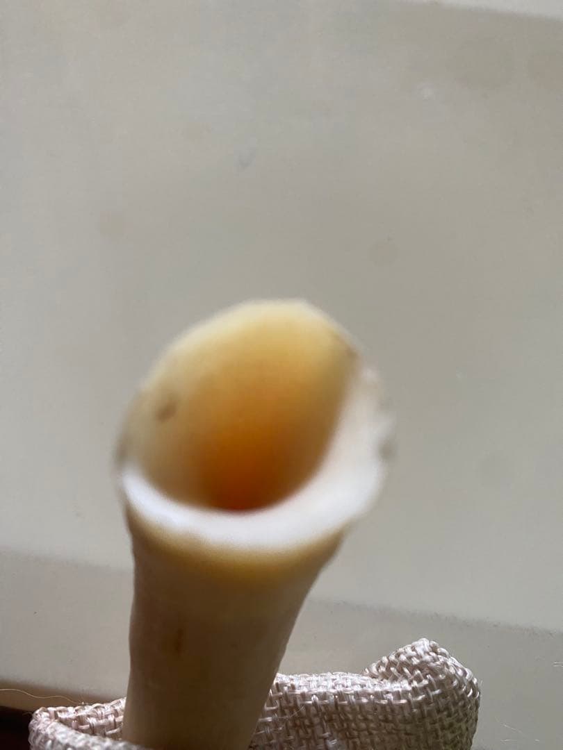 【希少】マッコウクジラの歯(未加工)