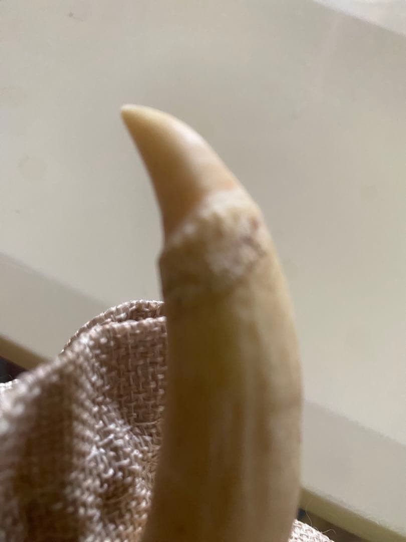 【希少】マッコウクジラの歯(未加工)