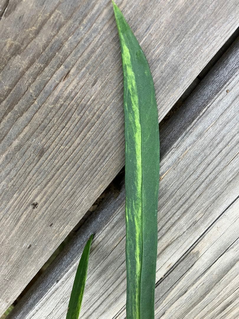 原種系アンスリウム　ビッタリフォリウム　斑入り　実生　レア植物　匿名配送