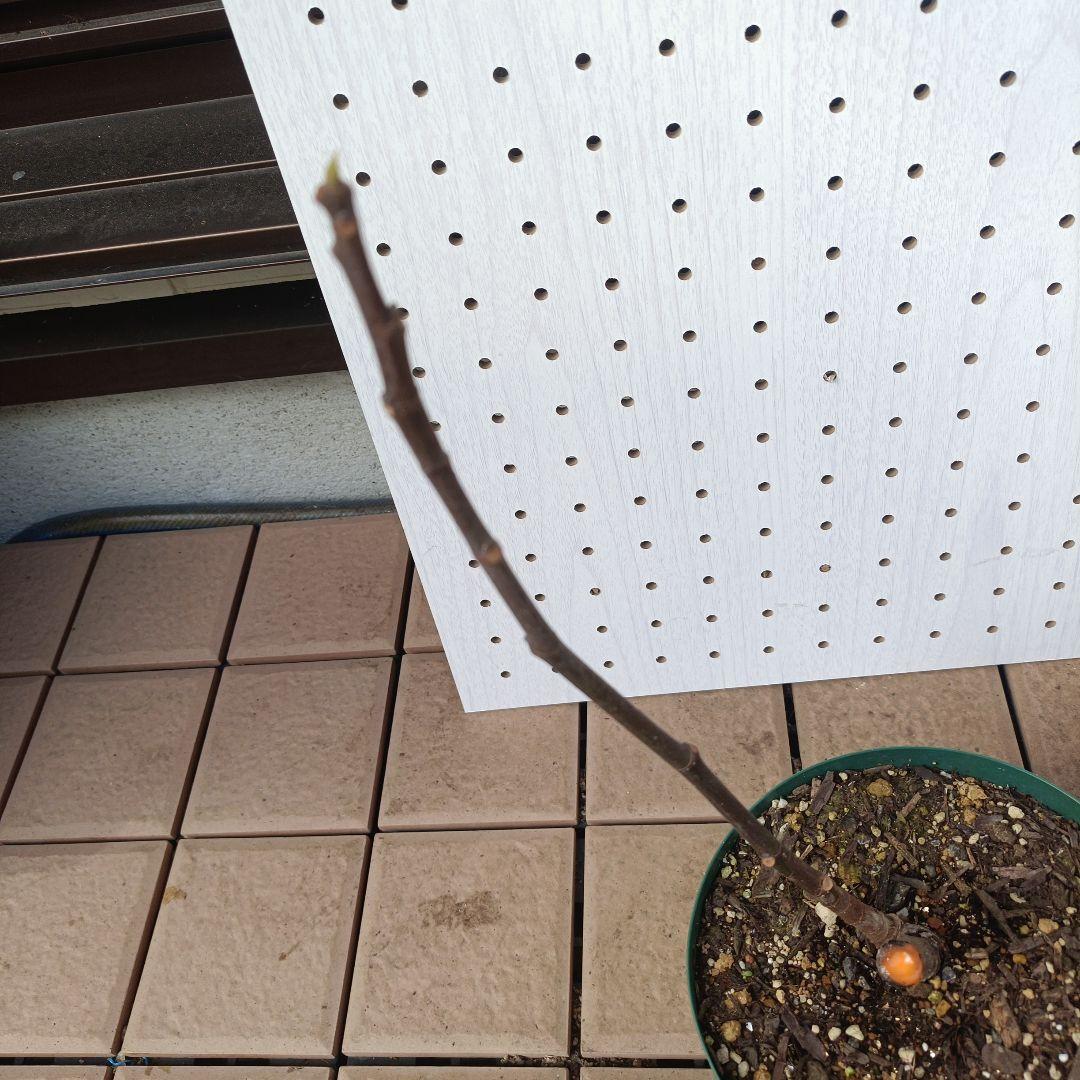 古賀作治★確認用★White　Madeira　＃1