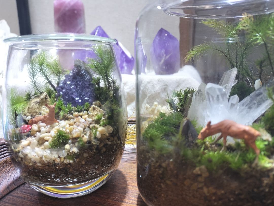 クリスタルの森（テラリウム）