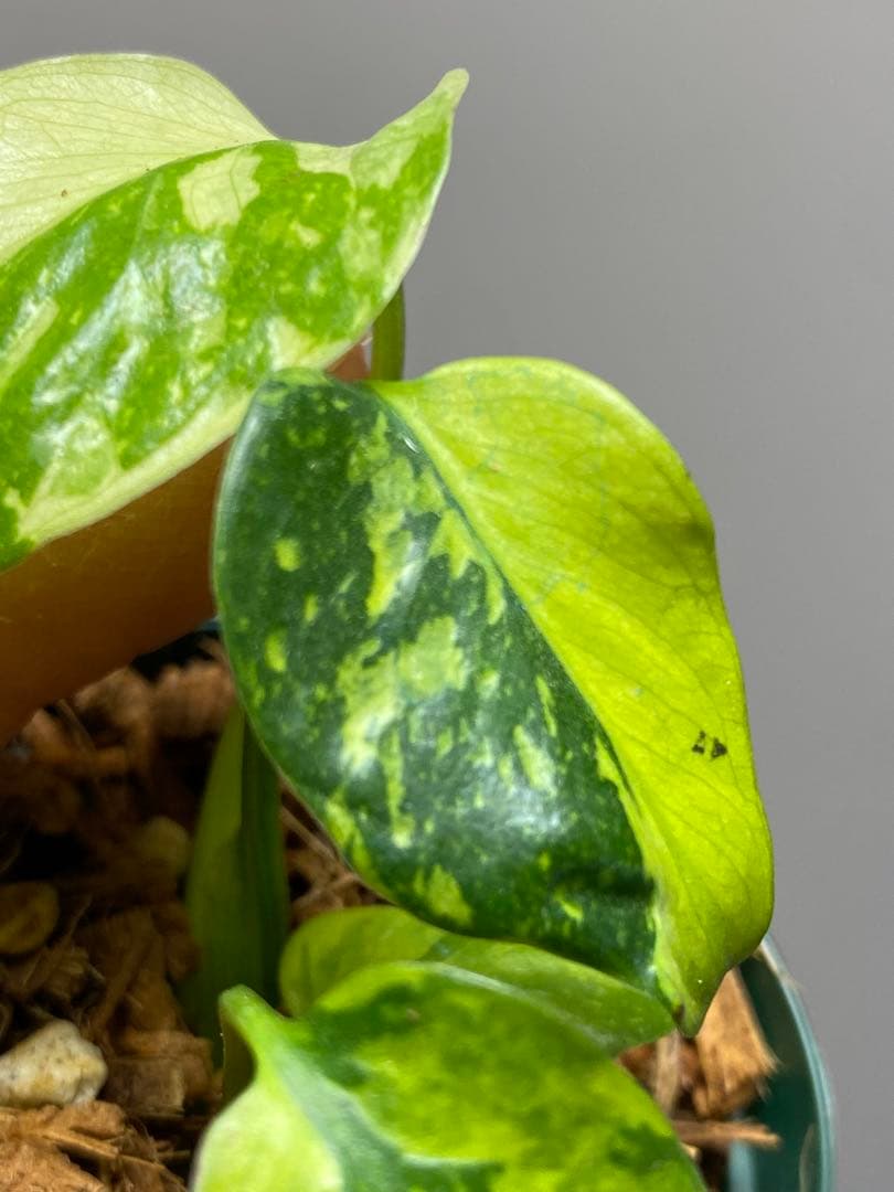 ま*様 【超希少‼️超極斑‼️】モンステラ　エレクトロライト　斑入り　レア　人気