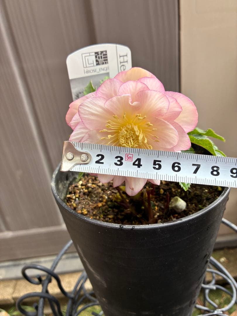 ♡広瀬園芸♡ ピンクホワイトオーレア透明感