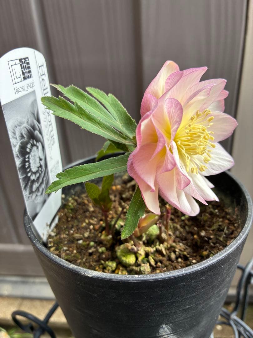 ♡広瀬園芸♡ ピンクホワイトオーレア透明感