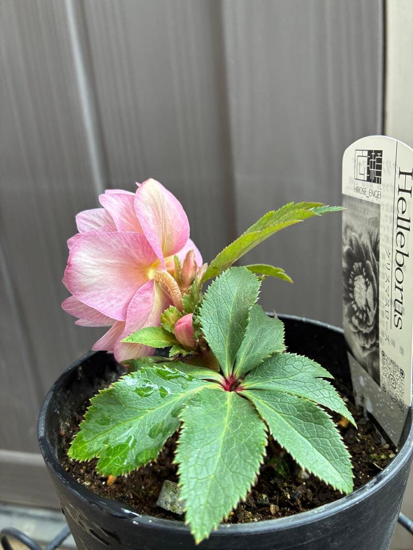 ♡広瀬園芸♡ ピンクホワイトオーレア透明感