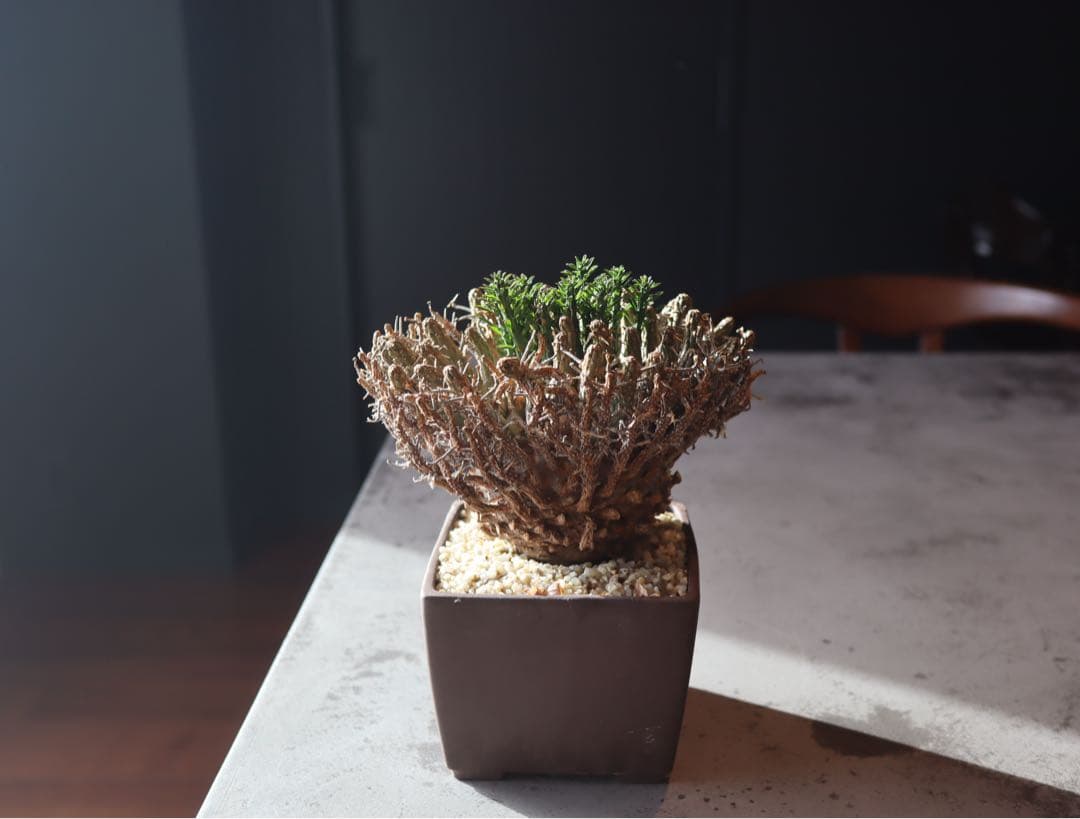 ユーフォルビア　フスカ　現地株　発根済み