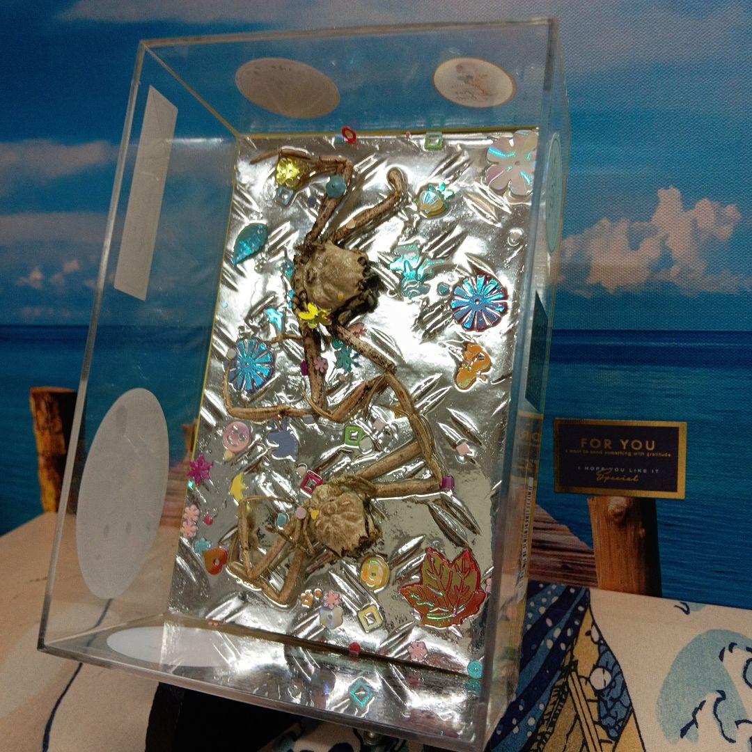 平家蟹稀少レア源平合戦下関壇之浦屋島檀ノ浦平家怨霊人面蟹リアル凹凸立体ペア標本品