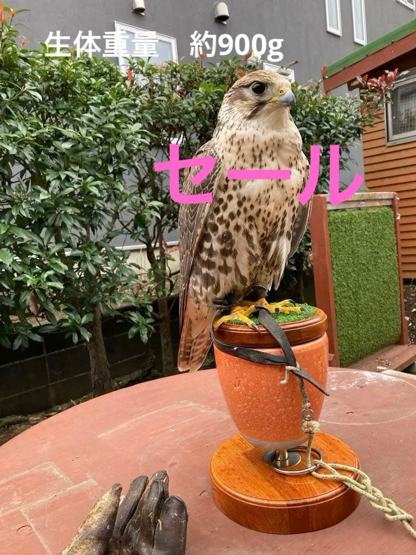 極　中型猛禽パーチ、ファルコンブロックＭサイズ　餌皿付き（屋内外用）テラコッタ