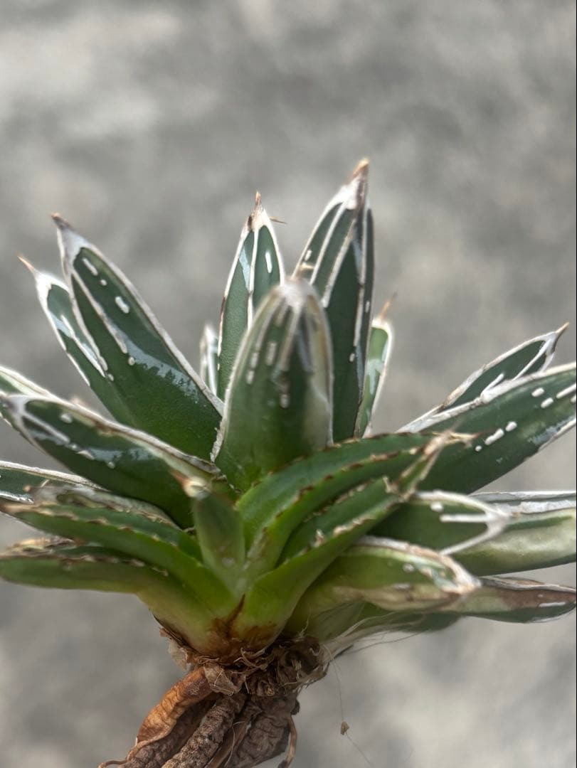 アガベ　姫笹の雪　白外斑入　極上株　子株1株付き