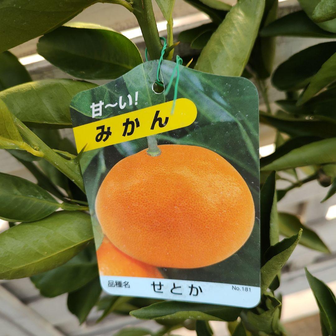 せとか3年生 登録品種 苗木