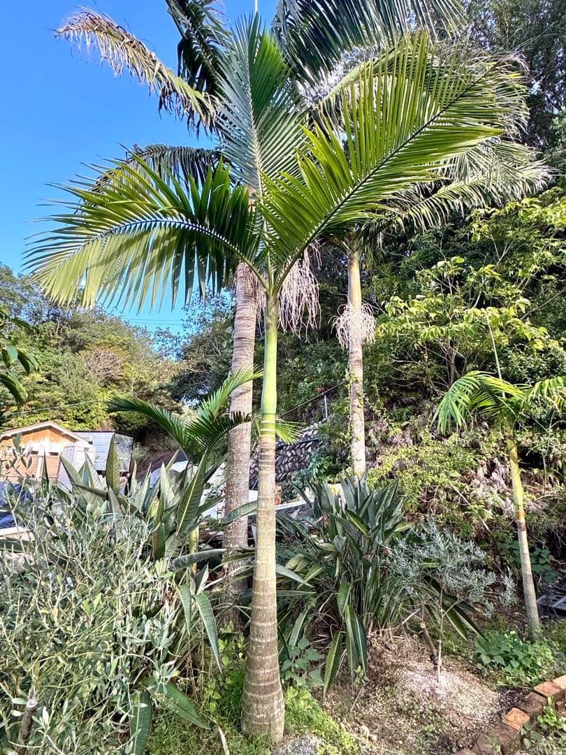 ヤシの木　約2.9M　キングパーム　ユスラヤシ
