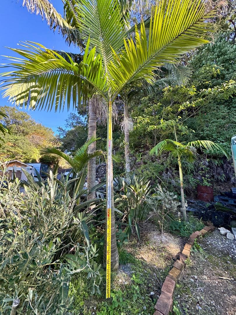 ヤシの木　約2.9M　キングパーム　ユスラヤシ