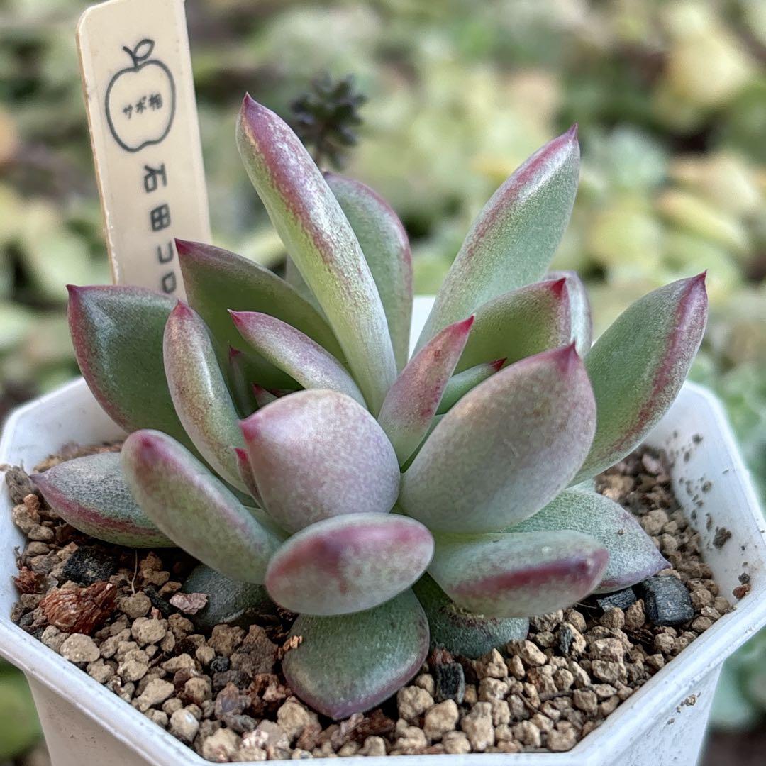 36.【サボテン相談室】石田コロラータ 希少 多肉植物 エケベリア