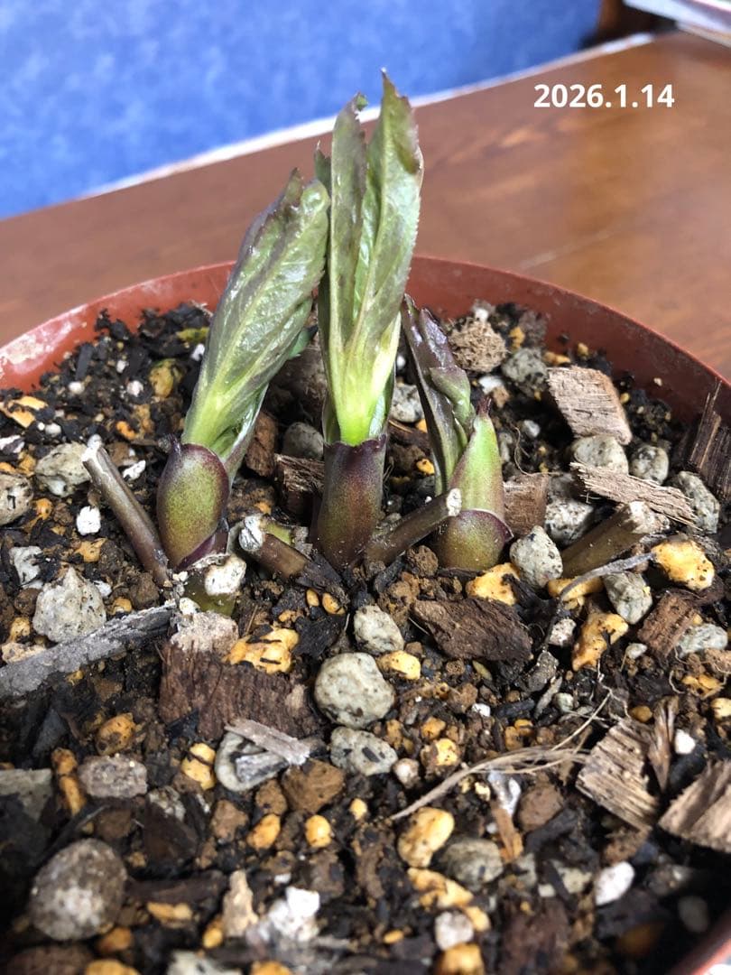 クリスマスローズ　原種　リグリクス