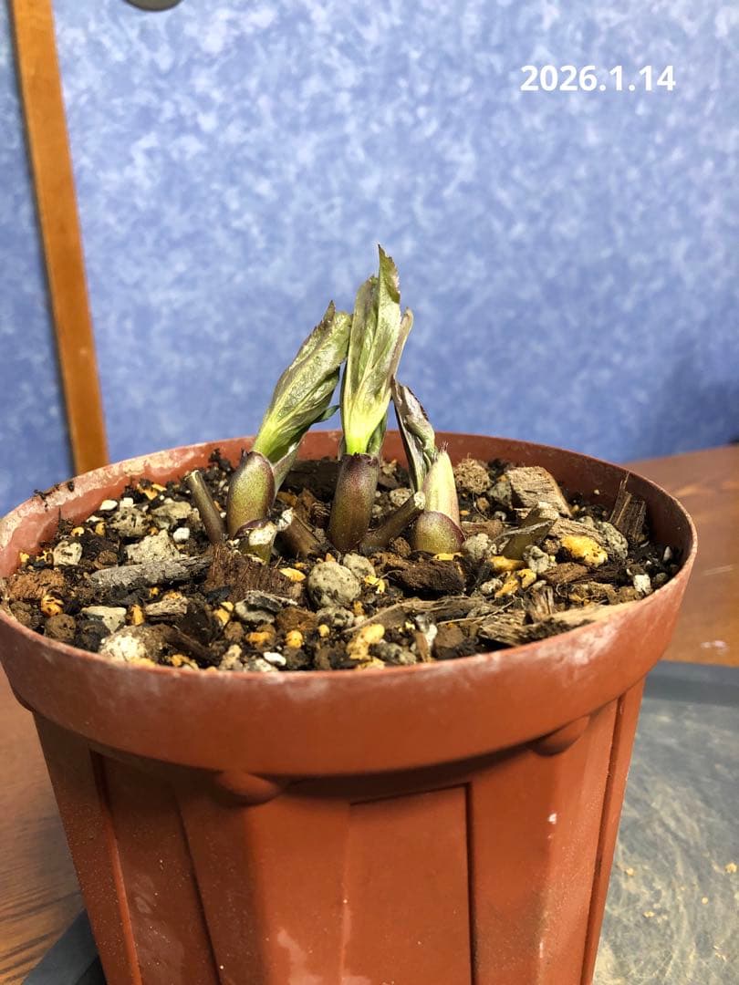 クリスマスローズ　原種　リグリクス