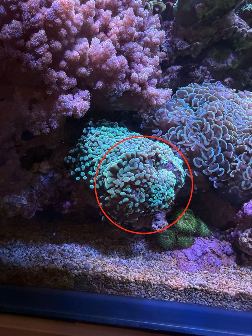 Mugiwara mu60ページ