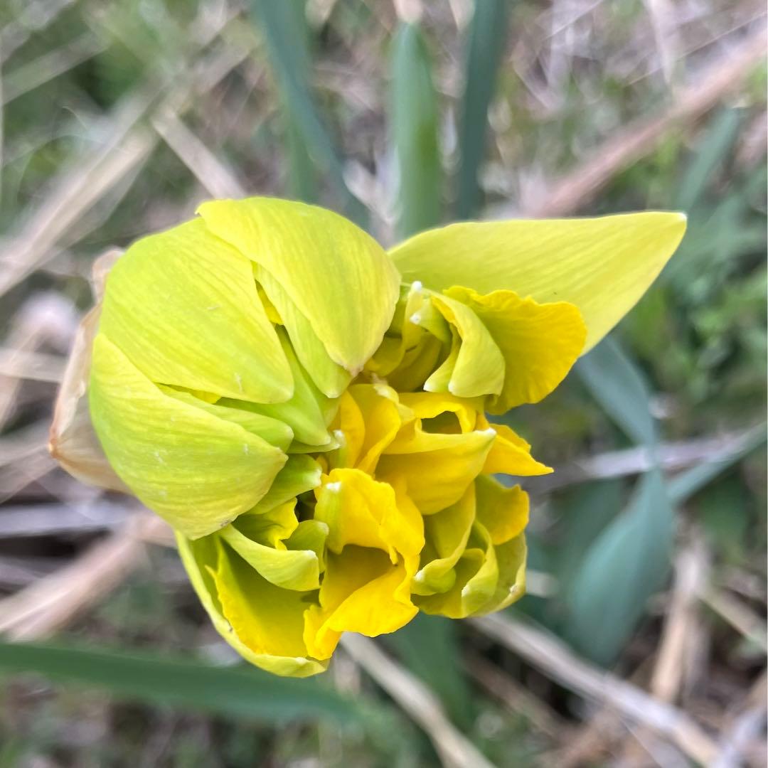 水仙球根 2球 2個 イエロー 黄色 八重咲き フリフリ ひらひら