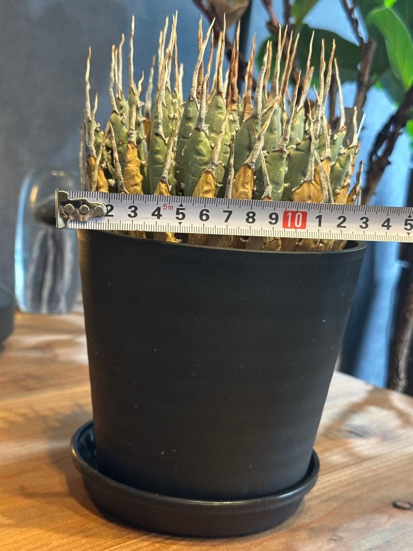 エボリスピナ　アガベ　ユタエンシス　発根済み