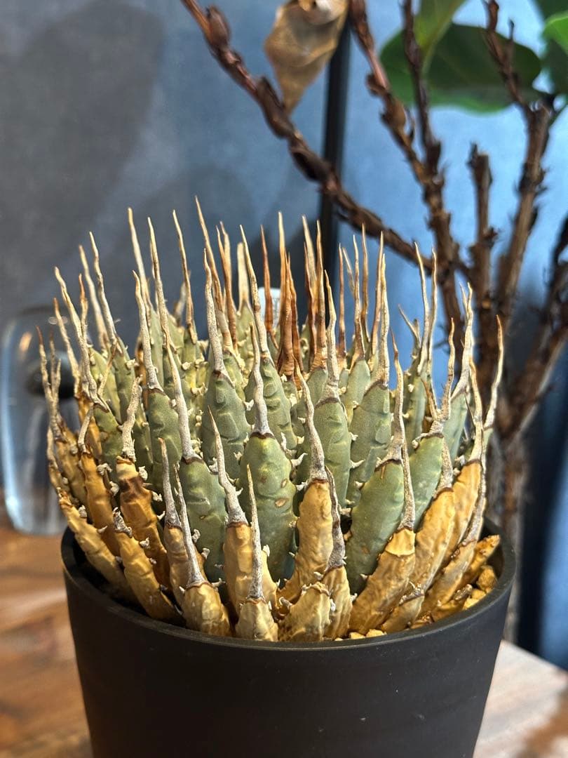 エボリスピナ　アガベ　ユタエンシス　発根済み