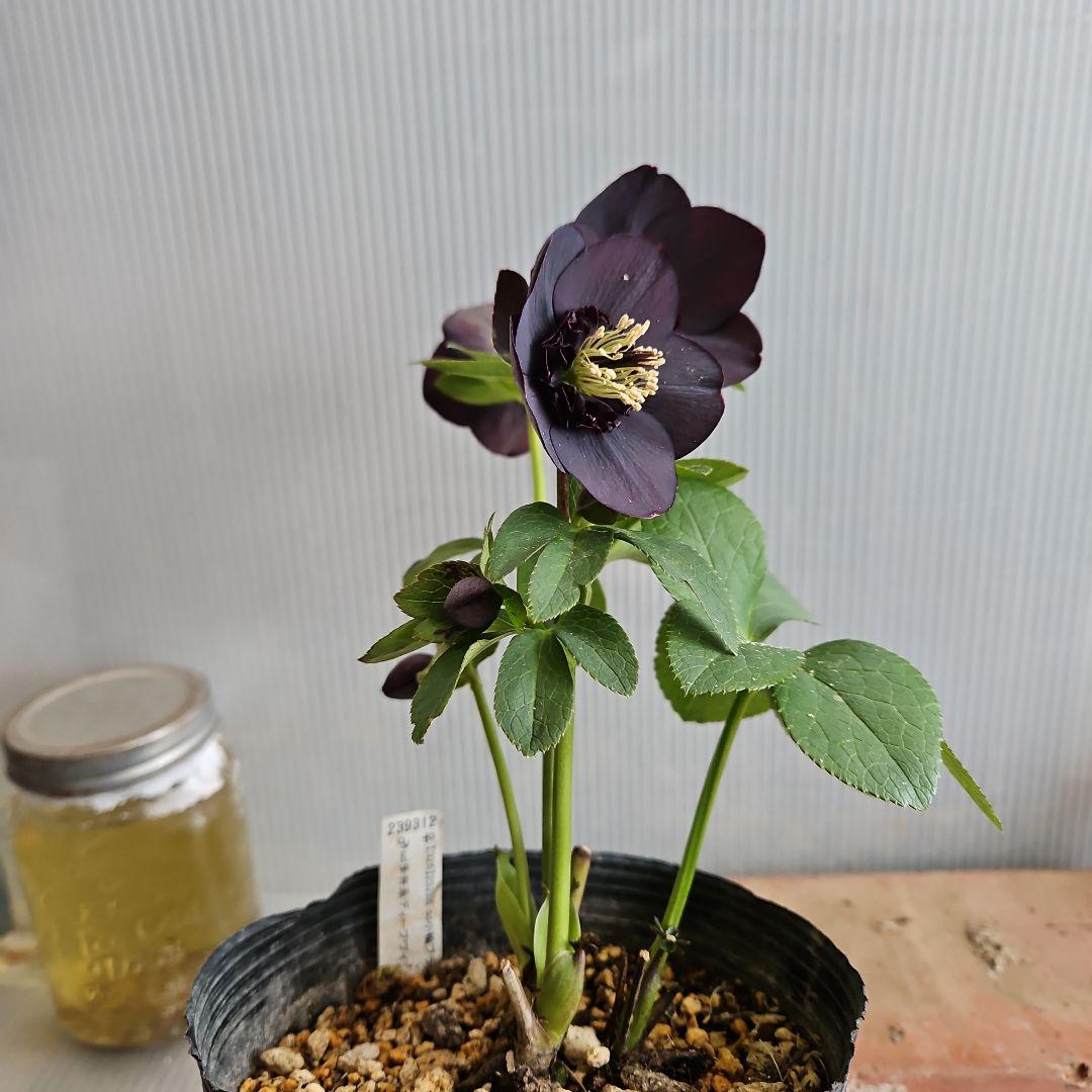 ㉖-500クリスマスローズ