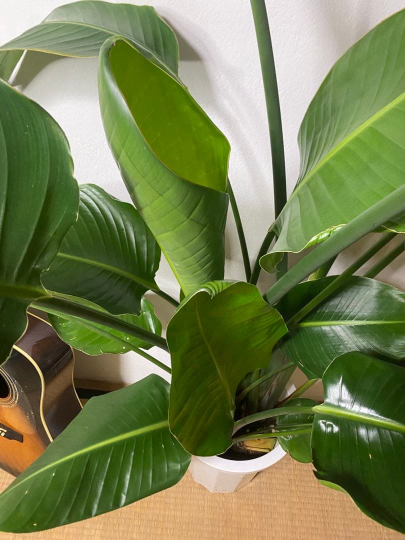 その他観葉植物 TOSHI