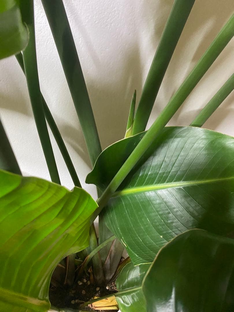 その他観葉植物 TOSHI