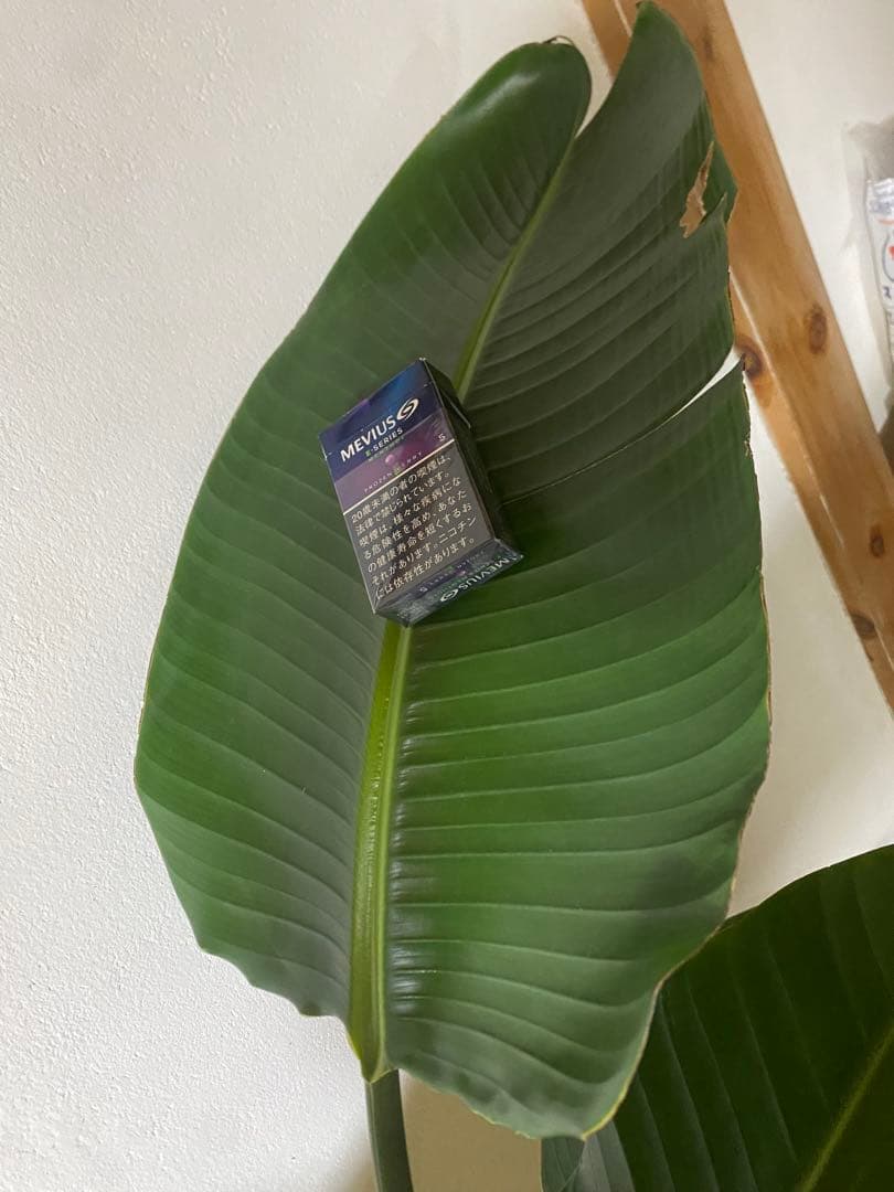 その他観葉植物 TOSHI