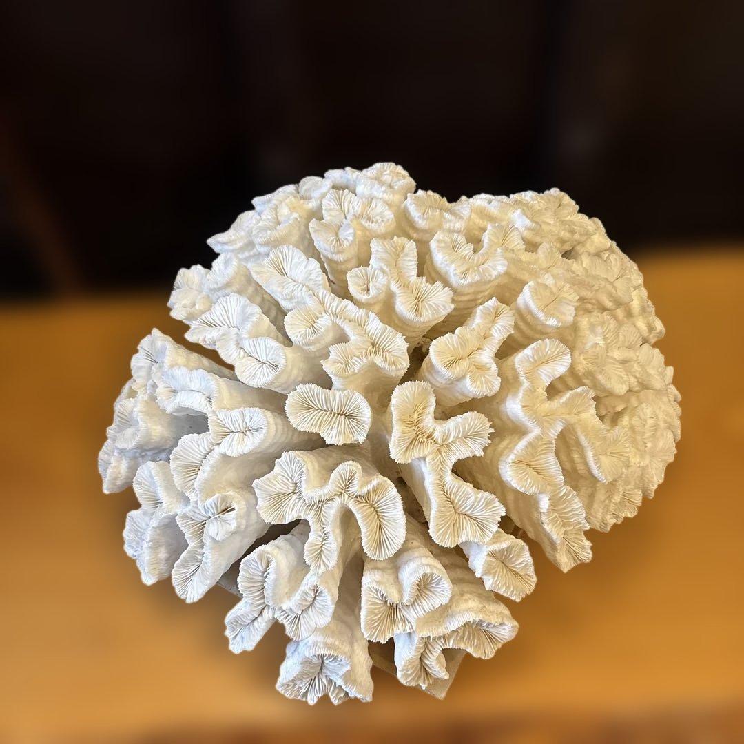 白珊瑚の置物　珊瑚礁　サンゴ　大　オブジェ　観賞用