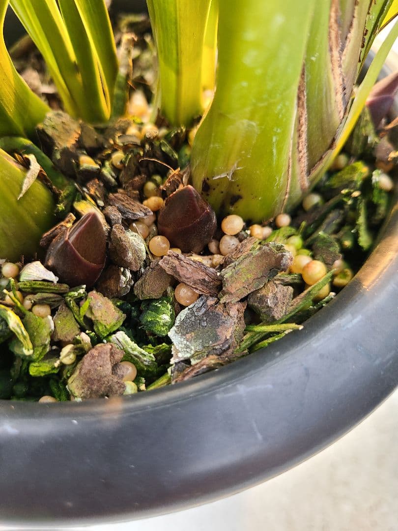 カ*ワ様 フォアゴットンフルーツ。花芽3個。5鉢セット。蜜蜂誘引蘭。日本蜜蜂