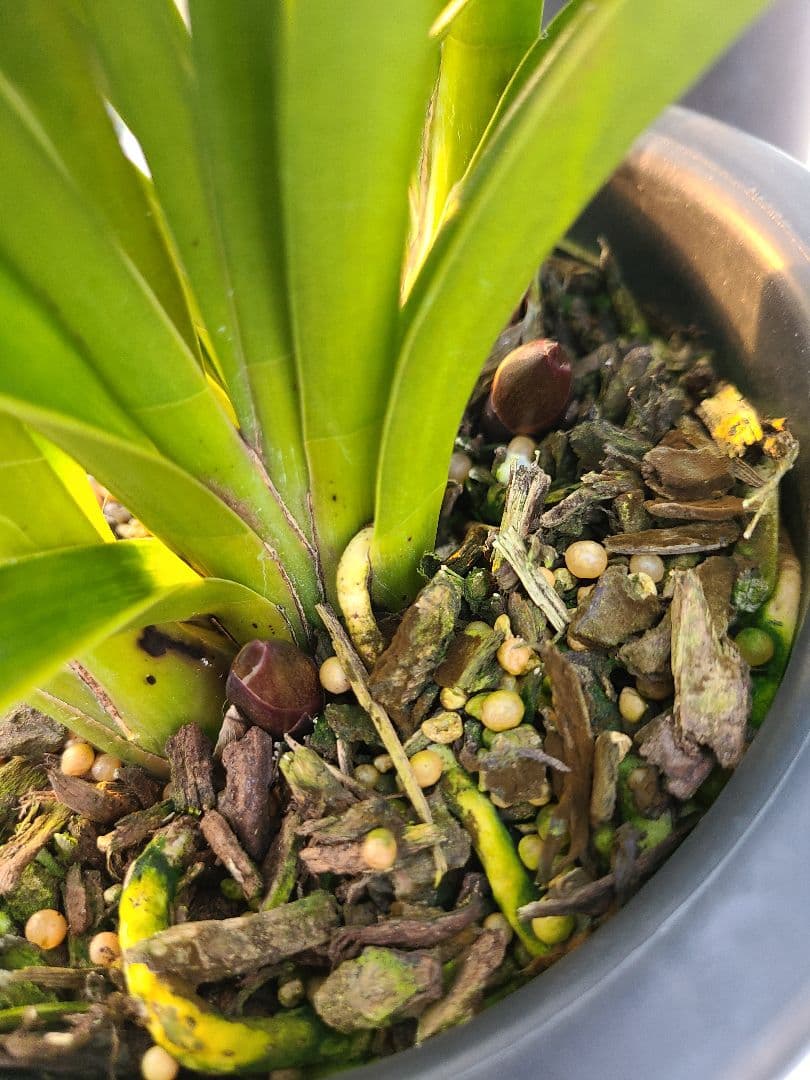 カ*ワ様 フォアゴットンフルーツ。花芽3個。5鉢セット。蜜蜂誘引蘭。日本蜜蜂