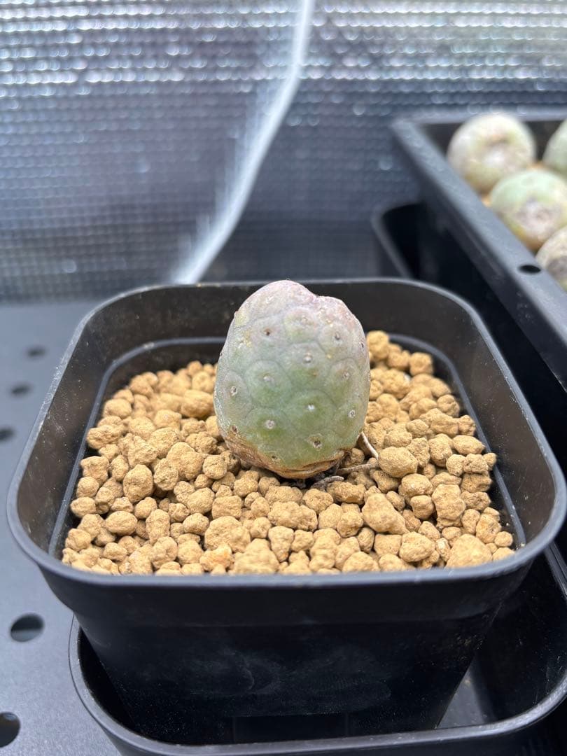 ゲオメトリクス　29個