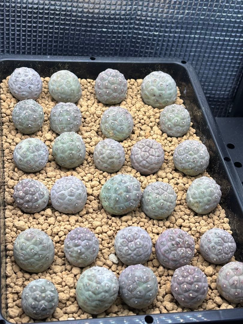 ゲオメトリクス　29個