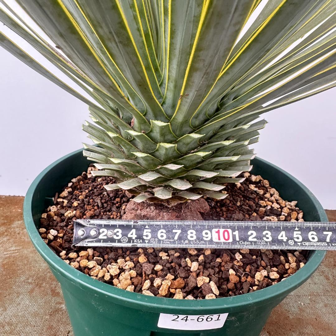 ユッカ　ロストラータ【24-661】超美形　シルバーブルー