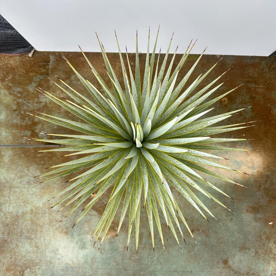 ユッカ　ロストラータ【24-661】超美形　シルバーブルー