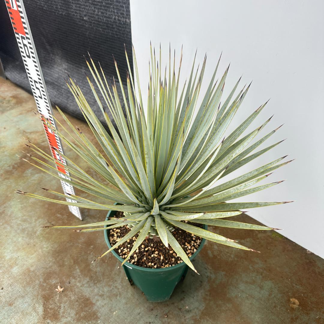 ユッカ　ロストラータ【24-661】超美形　シルバーブルー