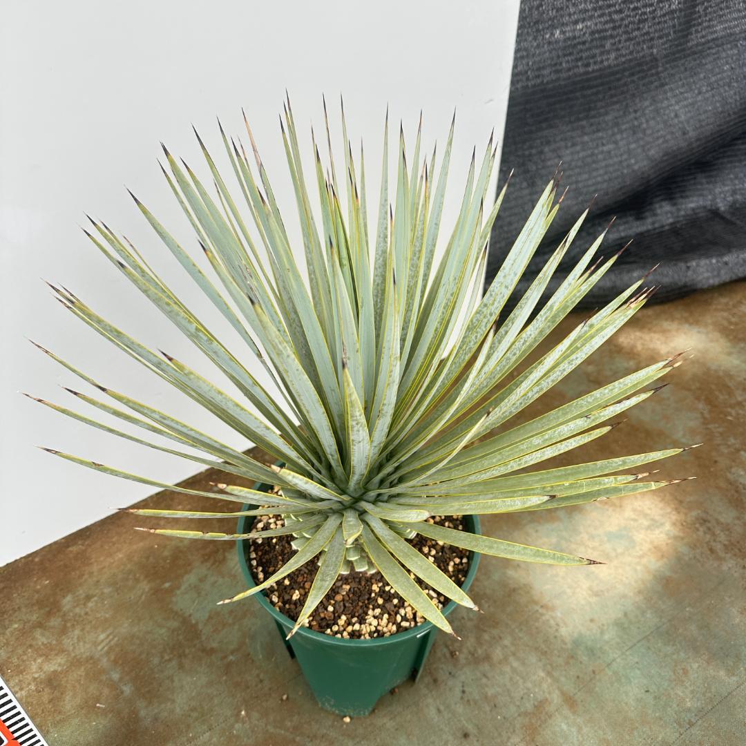 ユッカ　ロストラータ【24-661】超美形　シルバーブルー