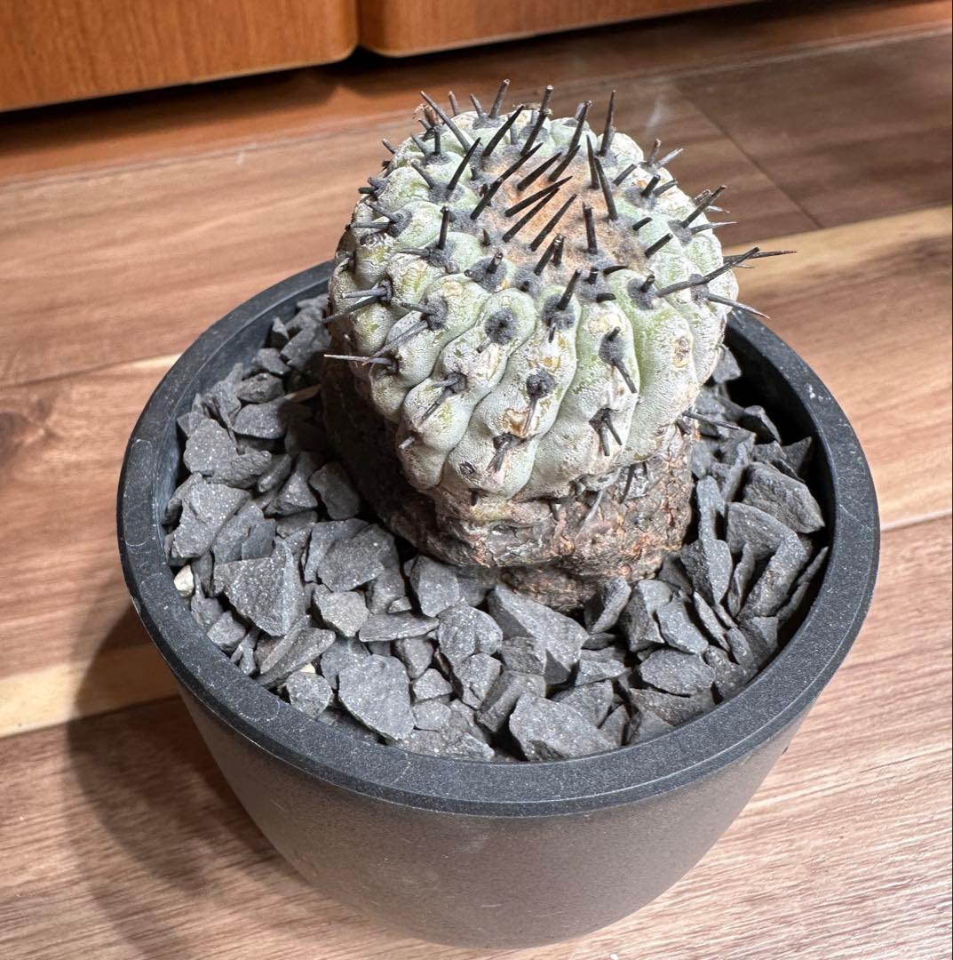 本日10/24 値下げ早い者勝ち！ コピアポア　孤竜丸　現地球　発根済み