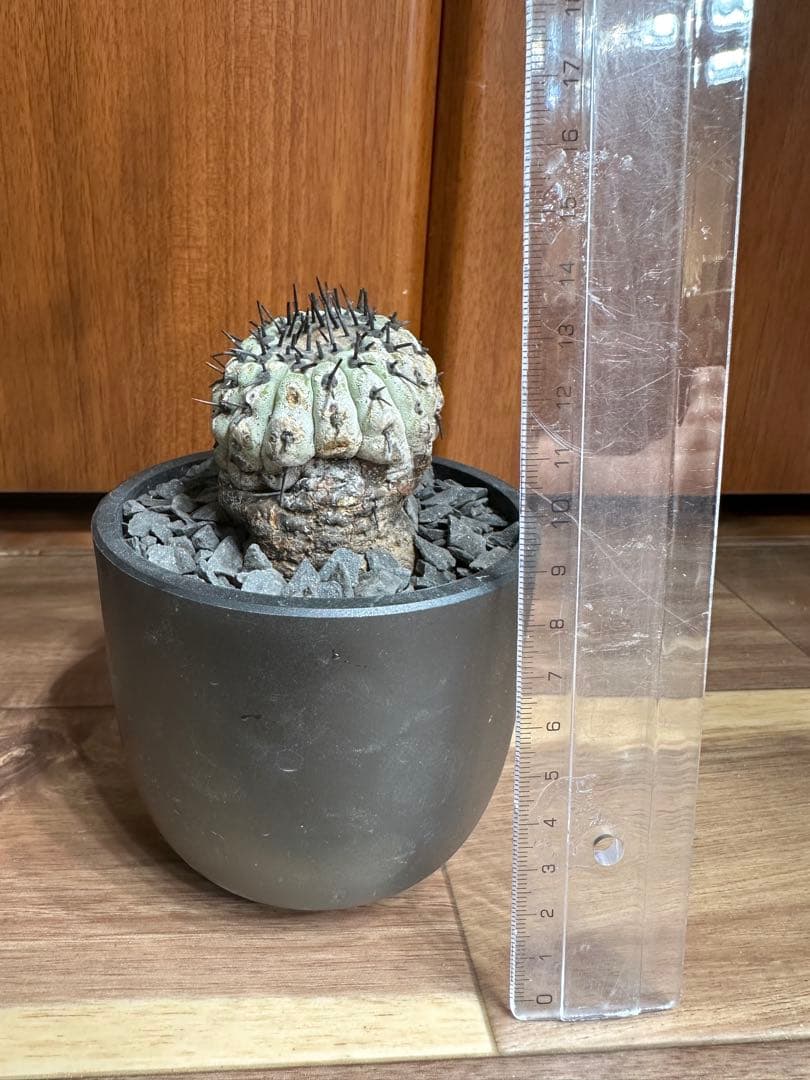 本日10/24 値下げ早い者勝ち！ コピアポア　孤竜丸　現地球　発根済み