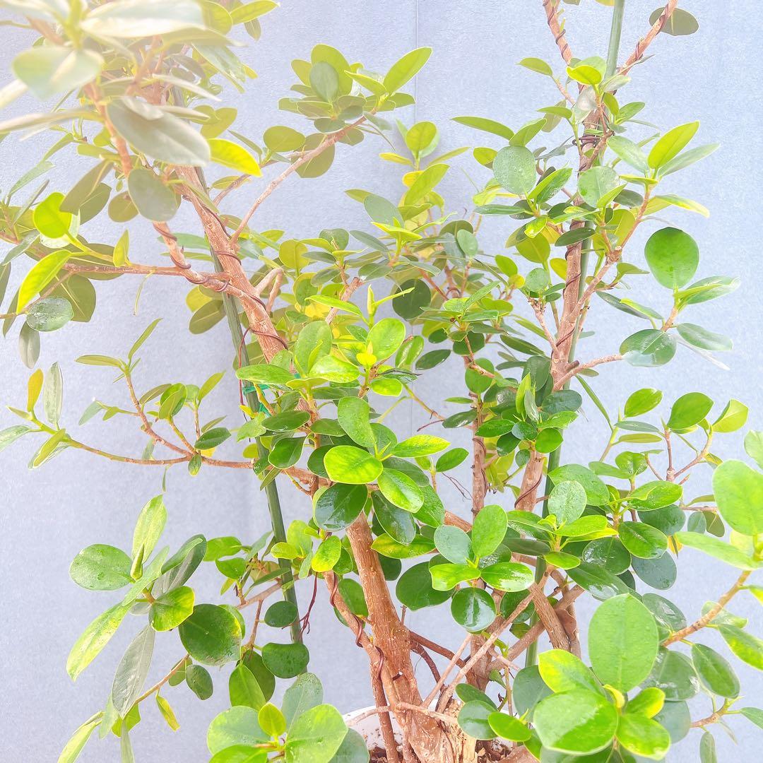 現品　ガジュマル　パンダガジュマル　51番　希少　インテリアグリーン　かわいい