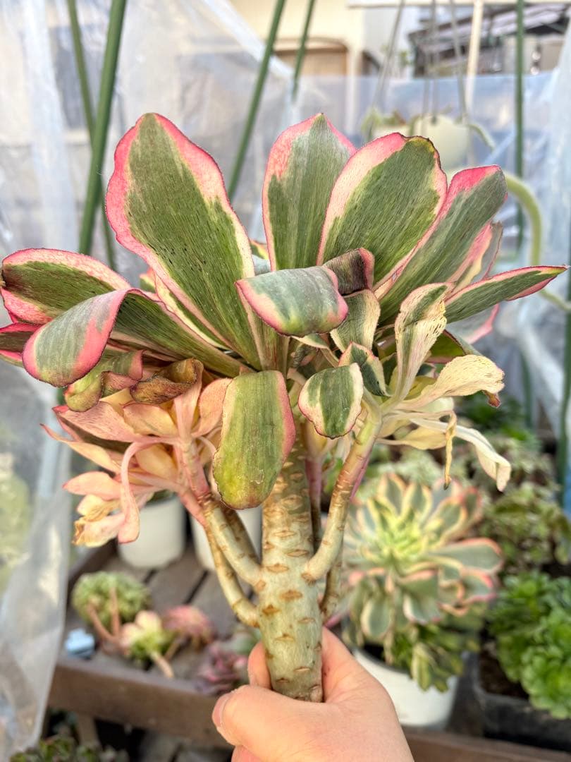 アエオニウム　魅影法師錦