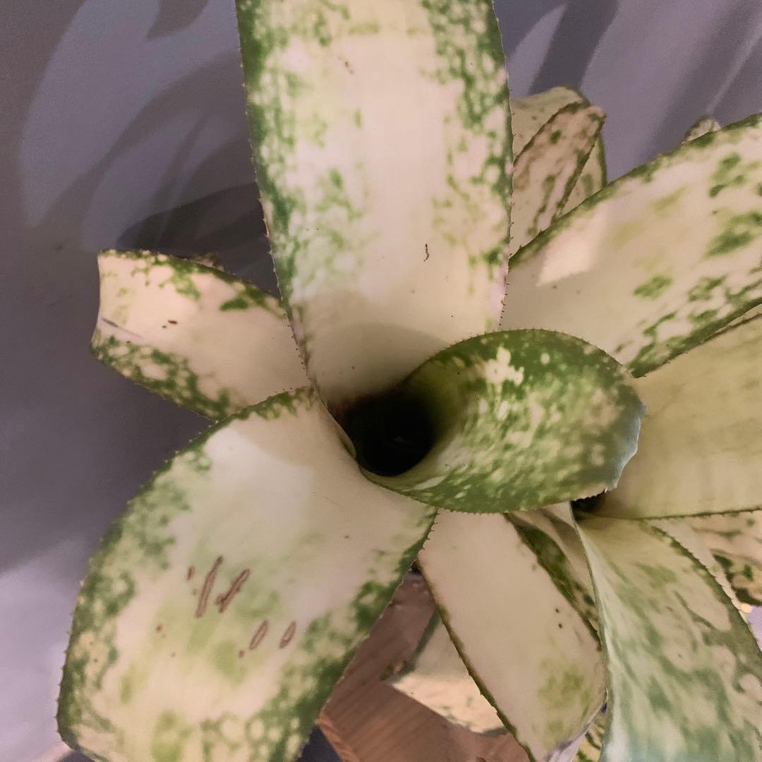 ビルベルギア ストロベリー 子株付き 2