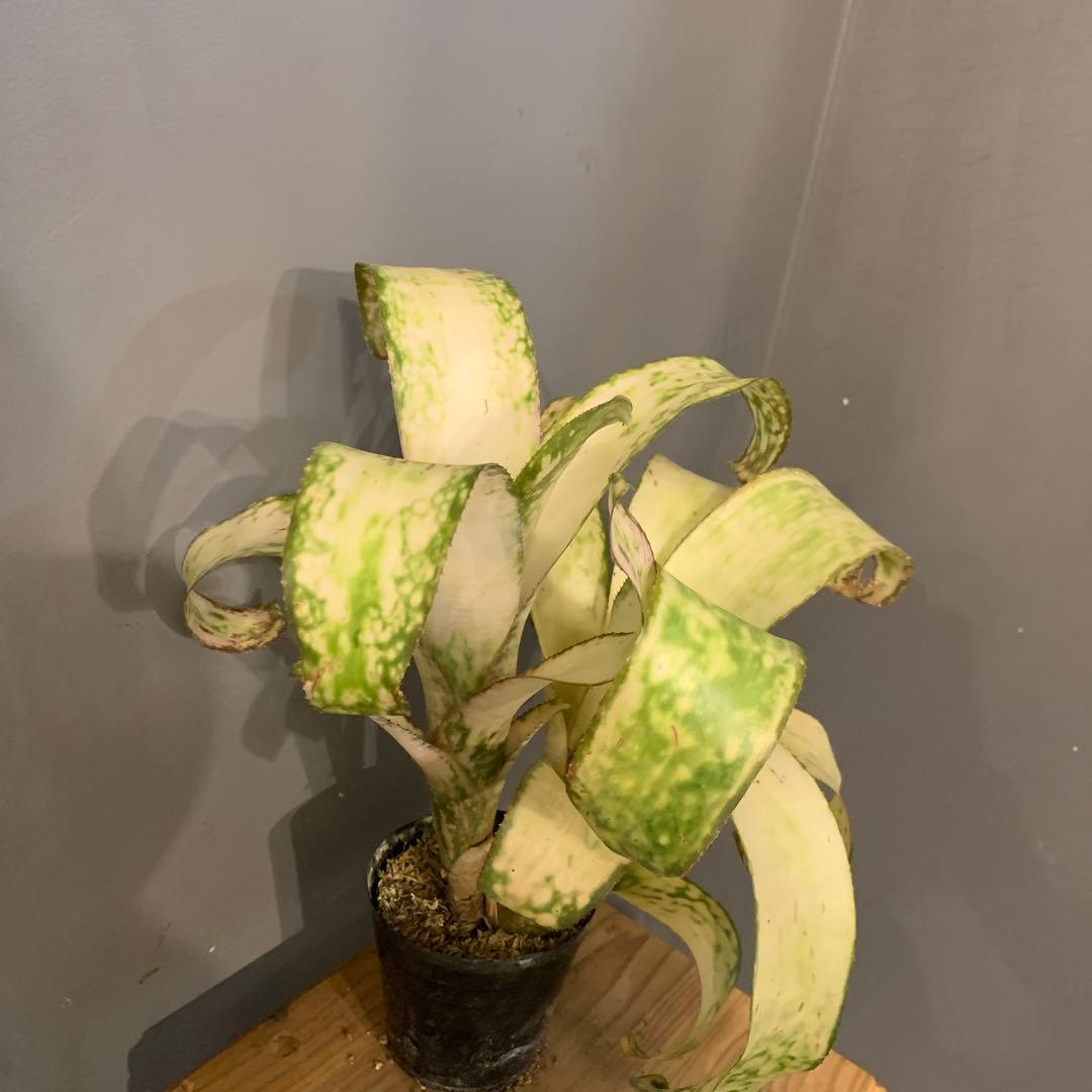 ビルベルギア ストロベリー 子株付き 2