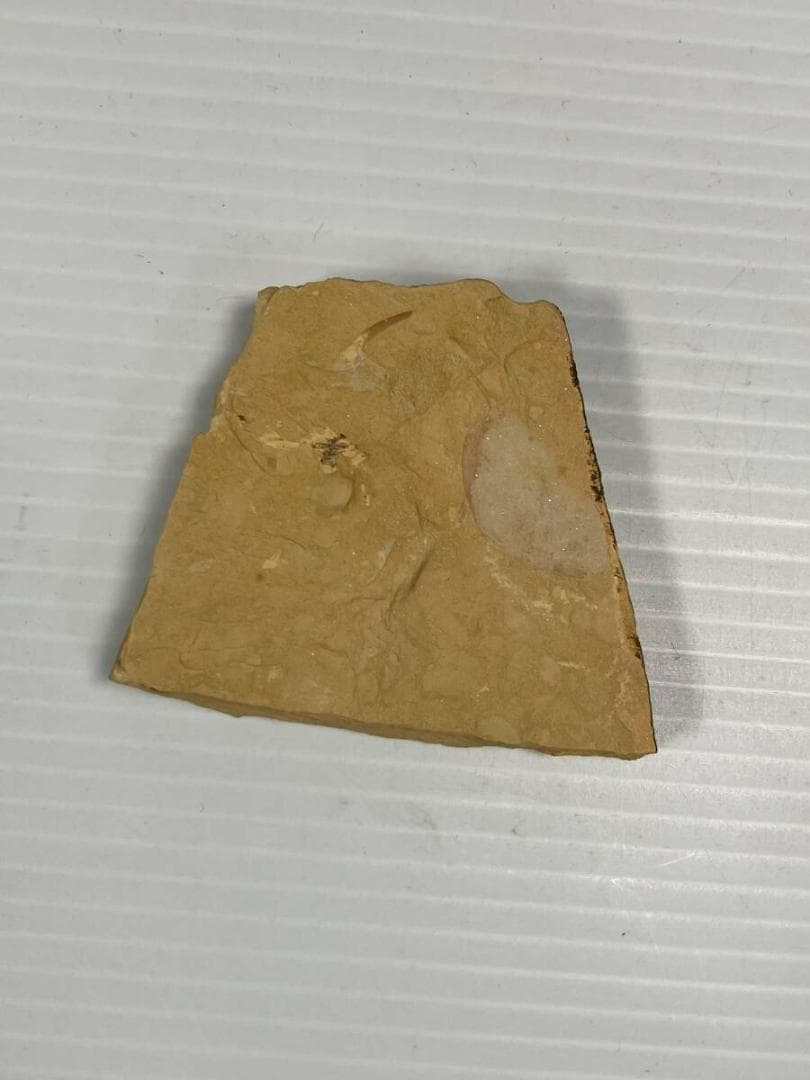 カンブリア紀 Isopyx curvirostratus 化石｜澄江動物群