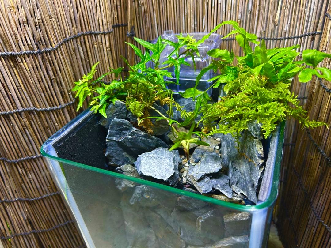 水の流れる滝テラリウム水槽