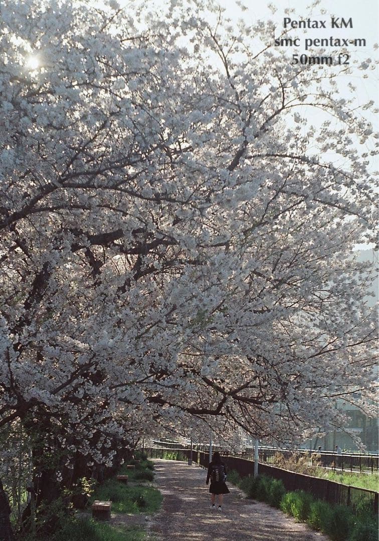 ★完動品＊美品★PENTAX KM／SMC 50mm f2★フィルム入門に！