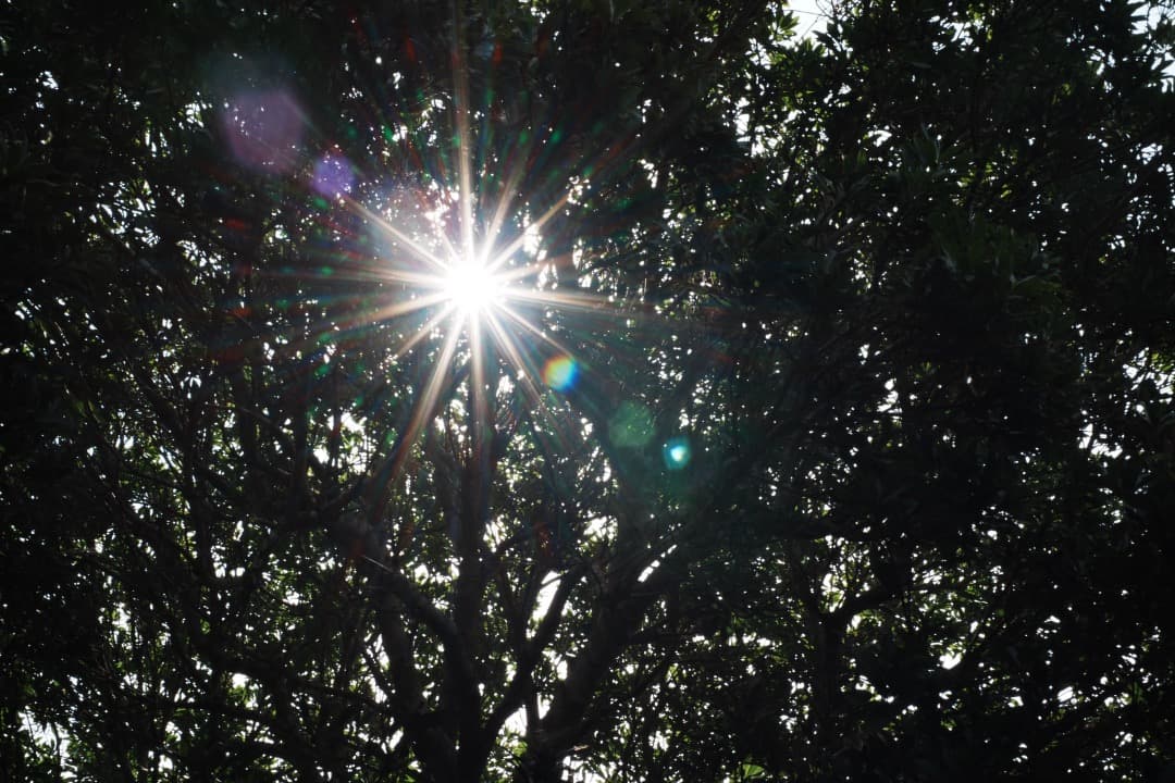 極美品 AF Ai Micor-Nikkor 60mm F2.8D 475