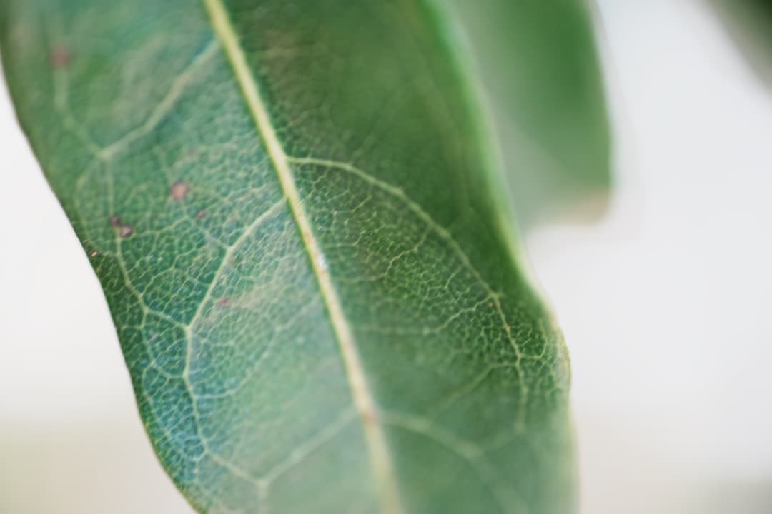 極美品 AF Ai Micor-Nikkor 60mm F2.8D 475