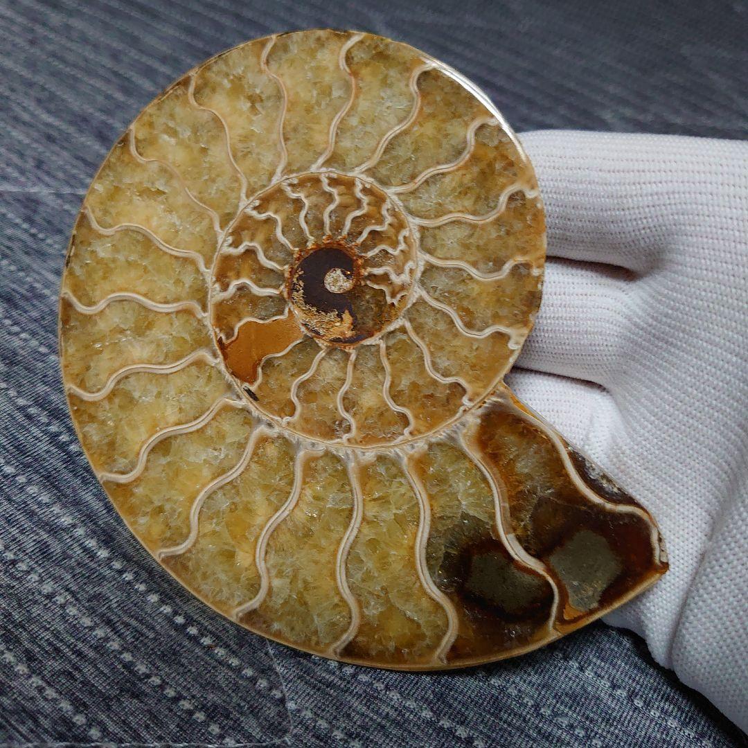 アンモナイト化石　ハーフカット　ペア　マダガスカル